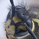 Image for article titled Parasites, deadly bugs and fungi are more beautiful than you could possibly imagine